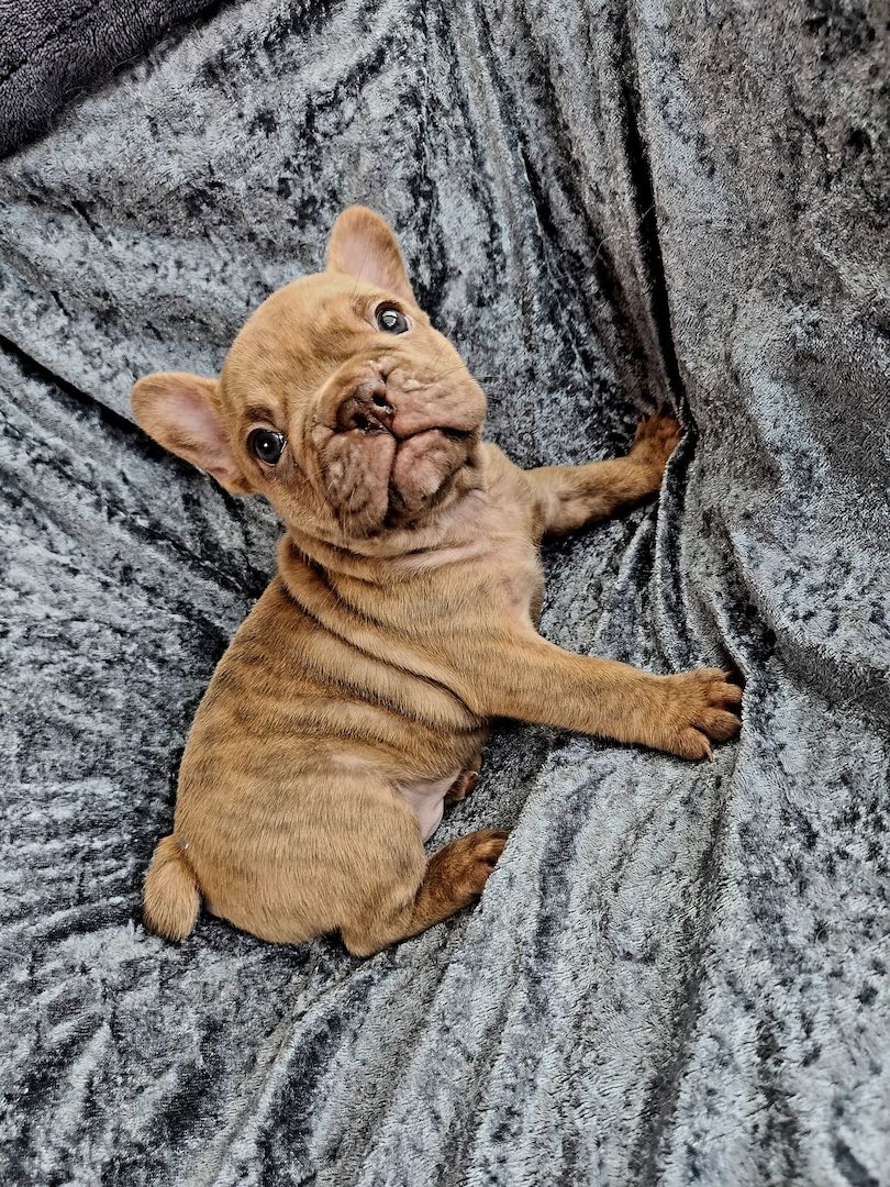 Unsere French Bulli Babys dürfen Mitte Nov in ihr neues Zuhause 
