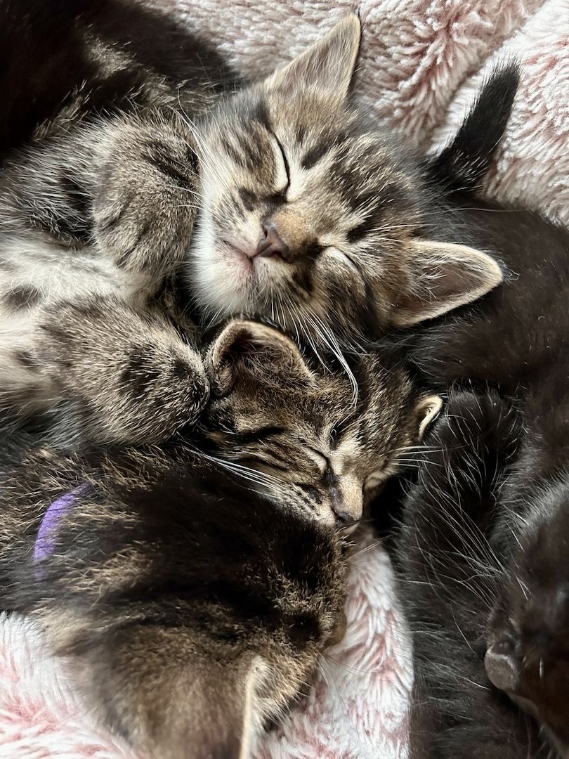 Ragdoll Hauskatze Mix Kitten