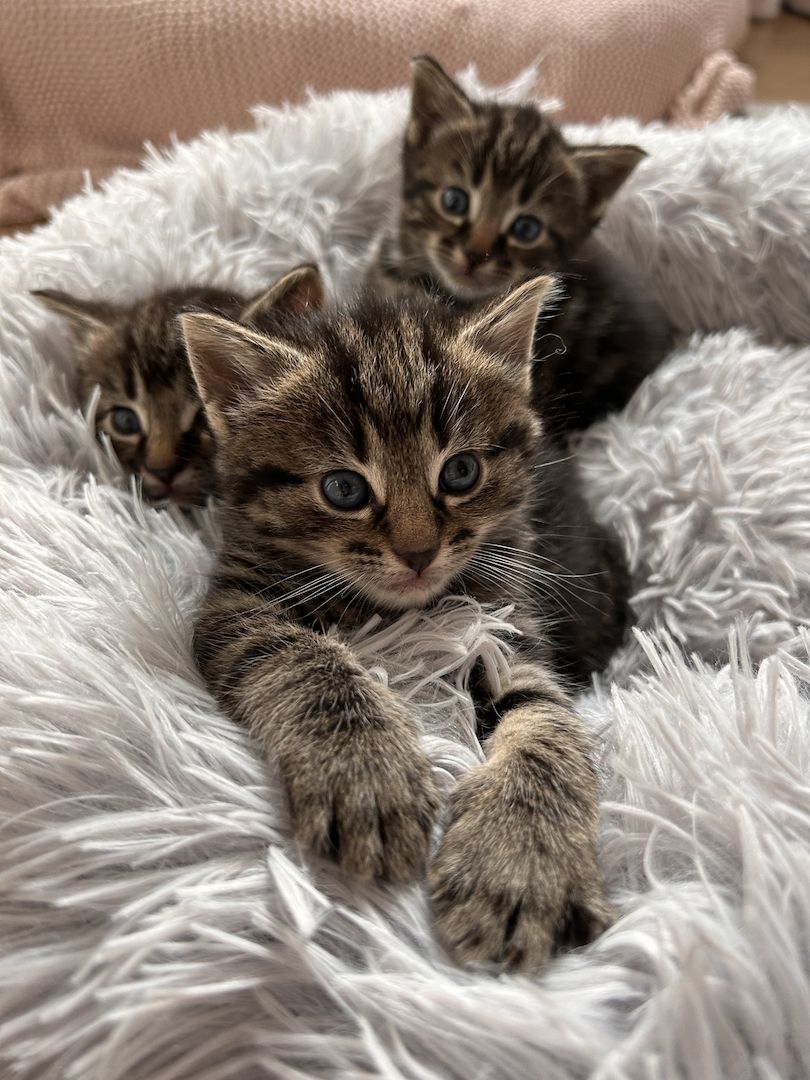 Ragdoll Hauskatze Mix Kitten