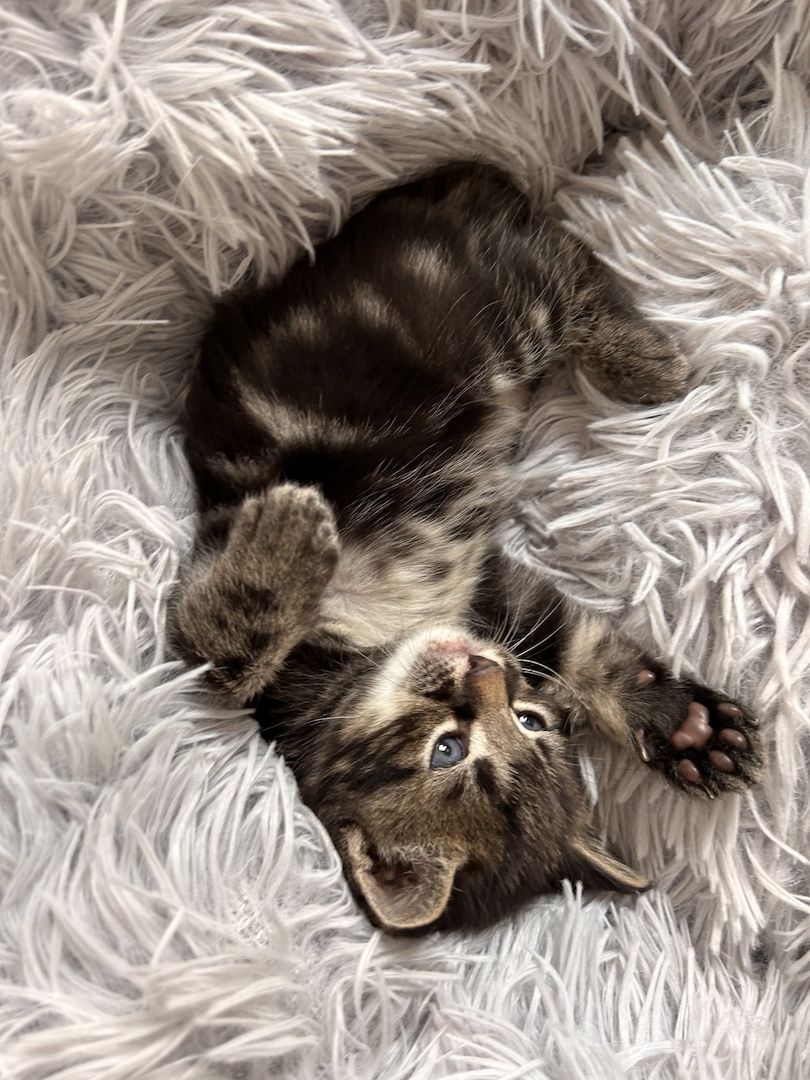 Ragdoll Hauskatze Mix Kitten