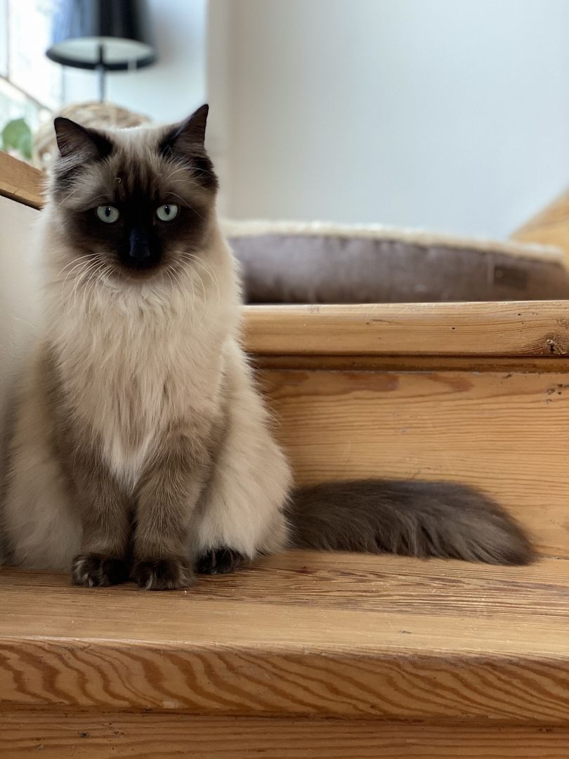 Ragdoll Hauskatze Mix Kitten