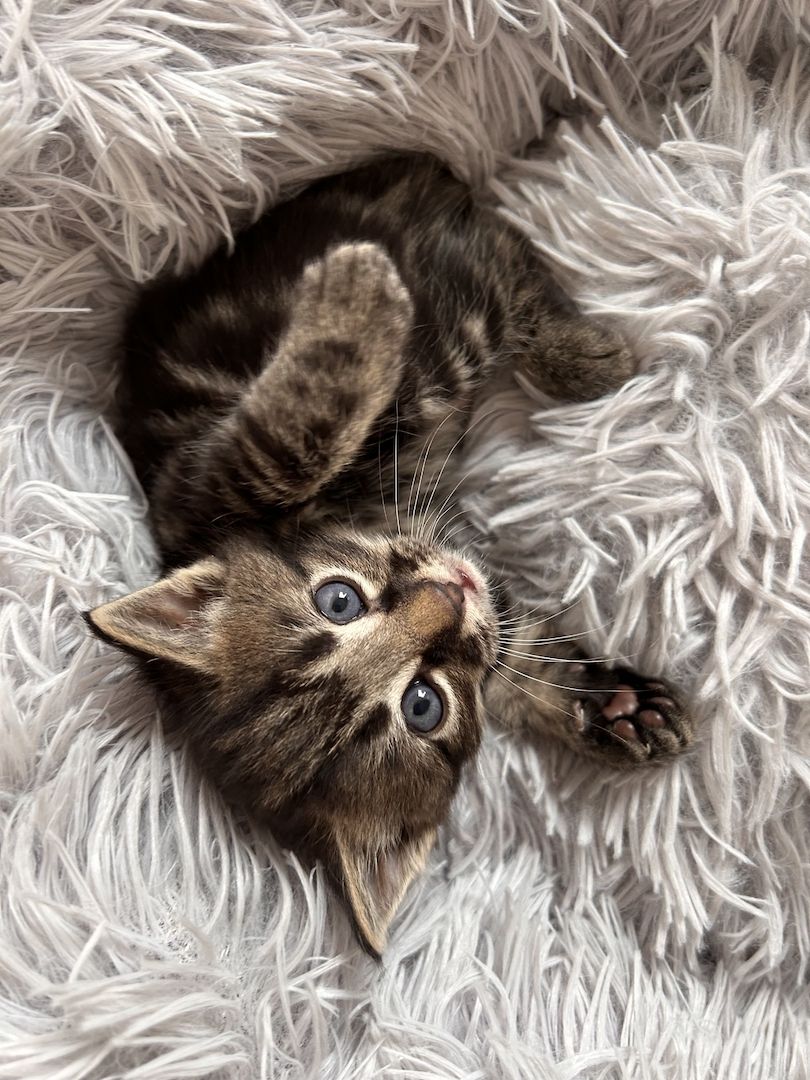 Ragdoll Hauskatze Mix Kitten