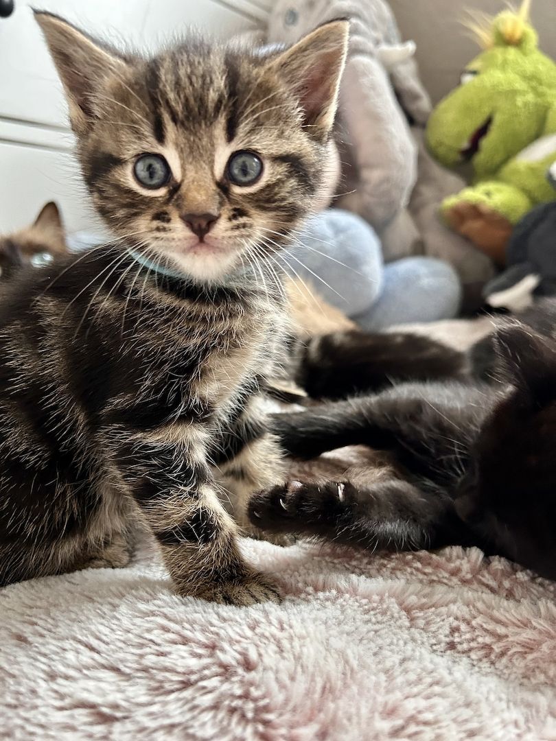 Ragdoll Hauskatze Mix Kitten