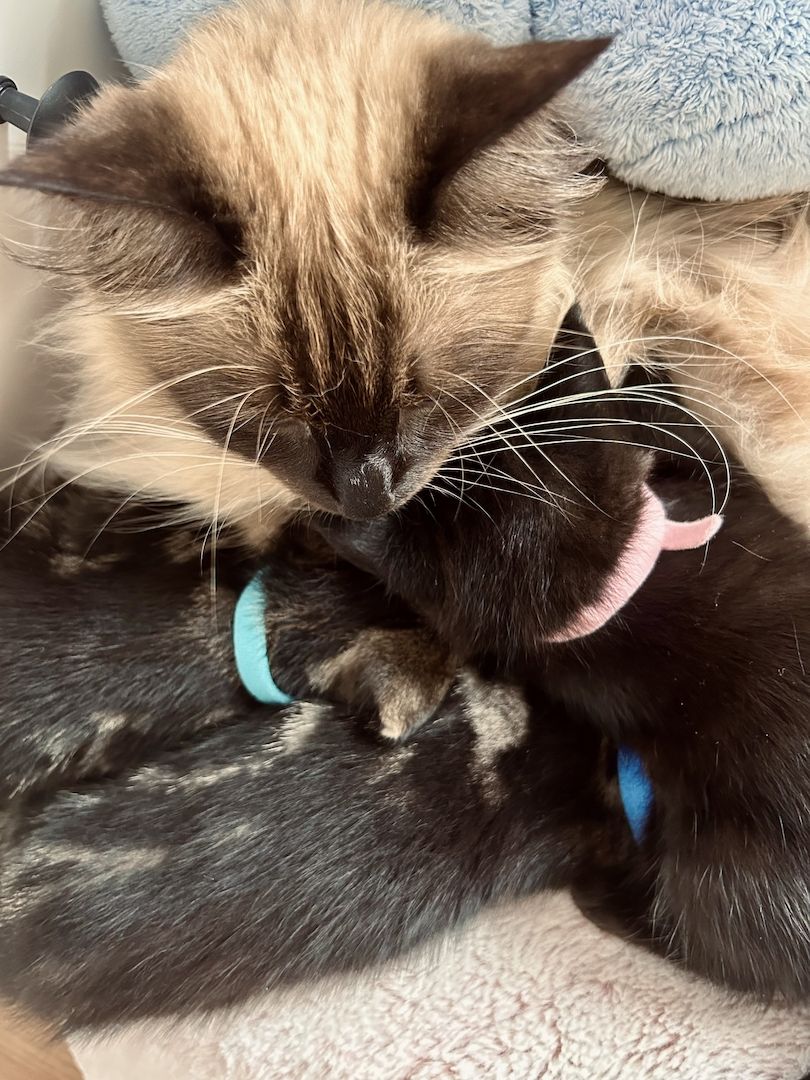 Ragdoll Hauskatze Mix Kitten