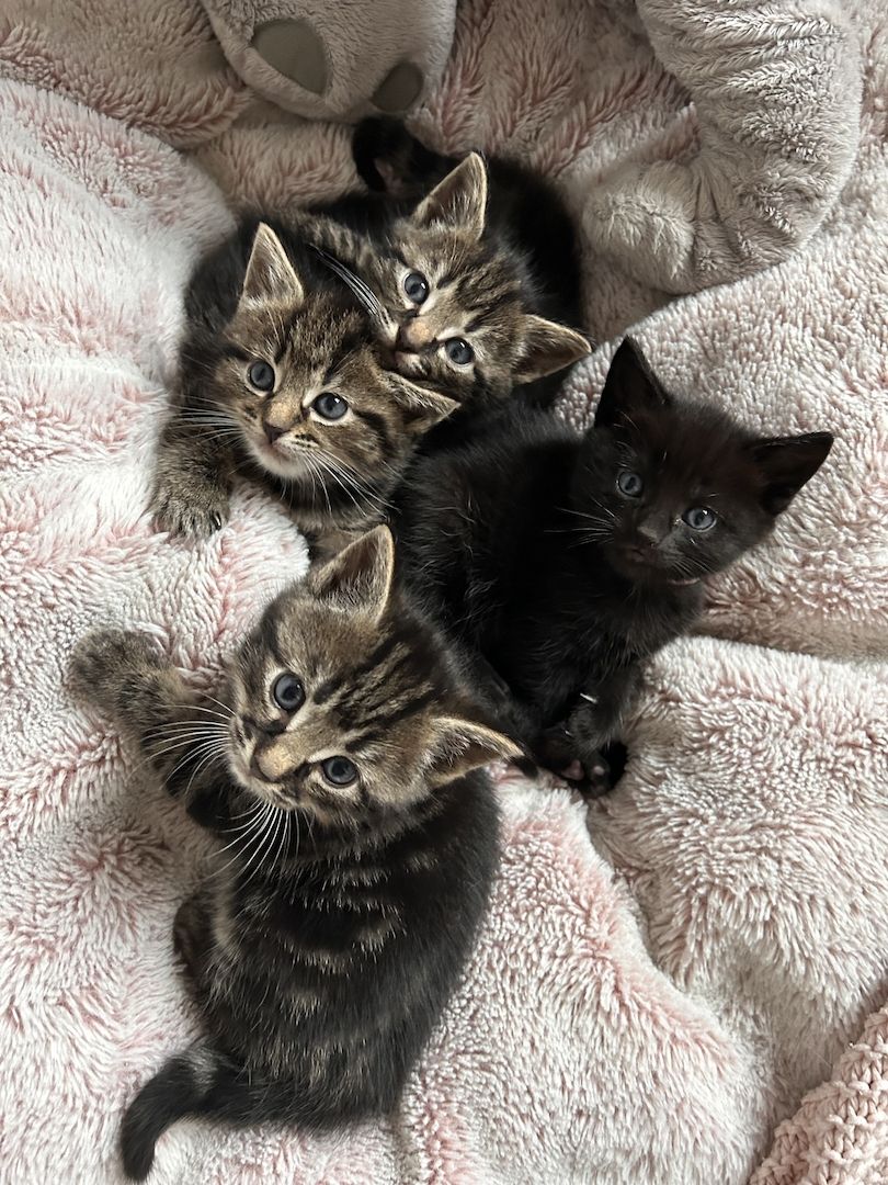 Ragdoll Hauskatze Mix Kitten