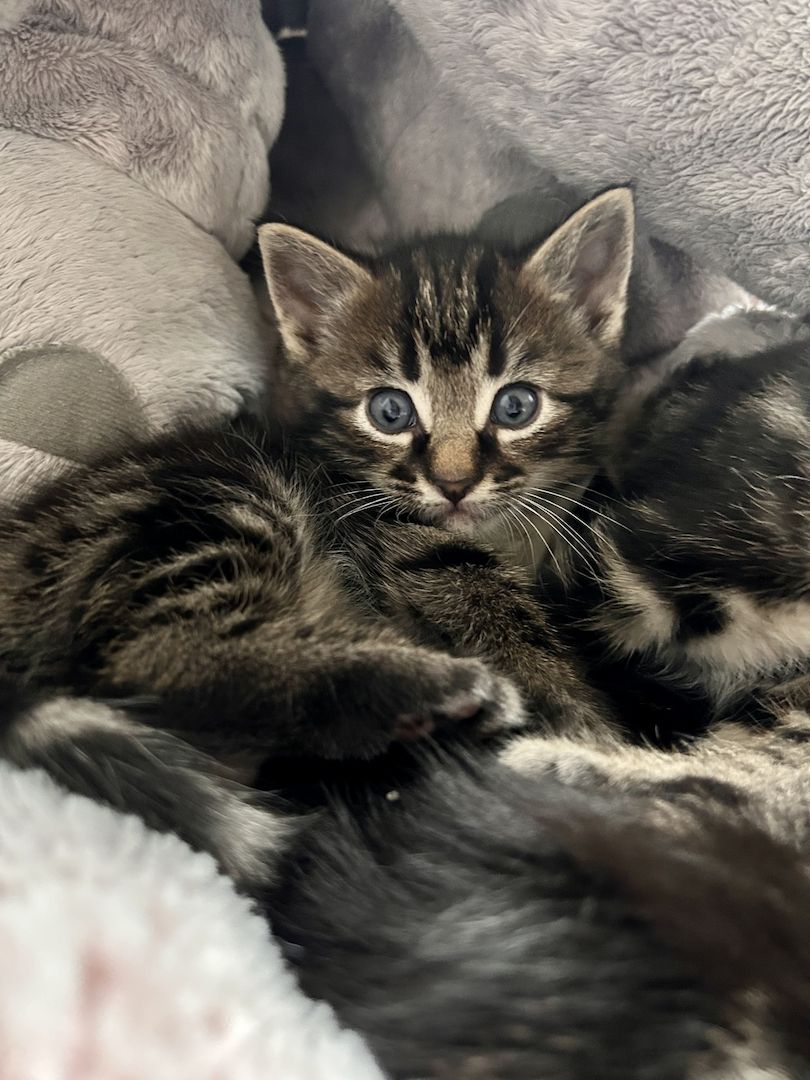 Ragdoll Hauskatze Mix Kitten