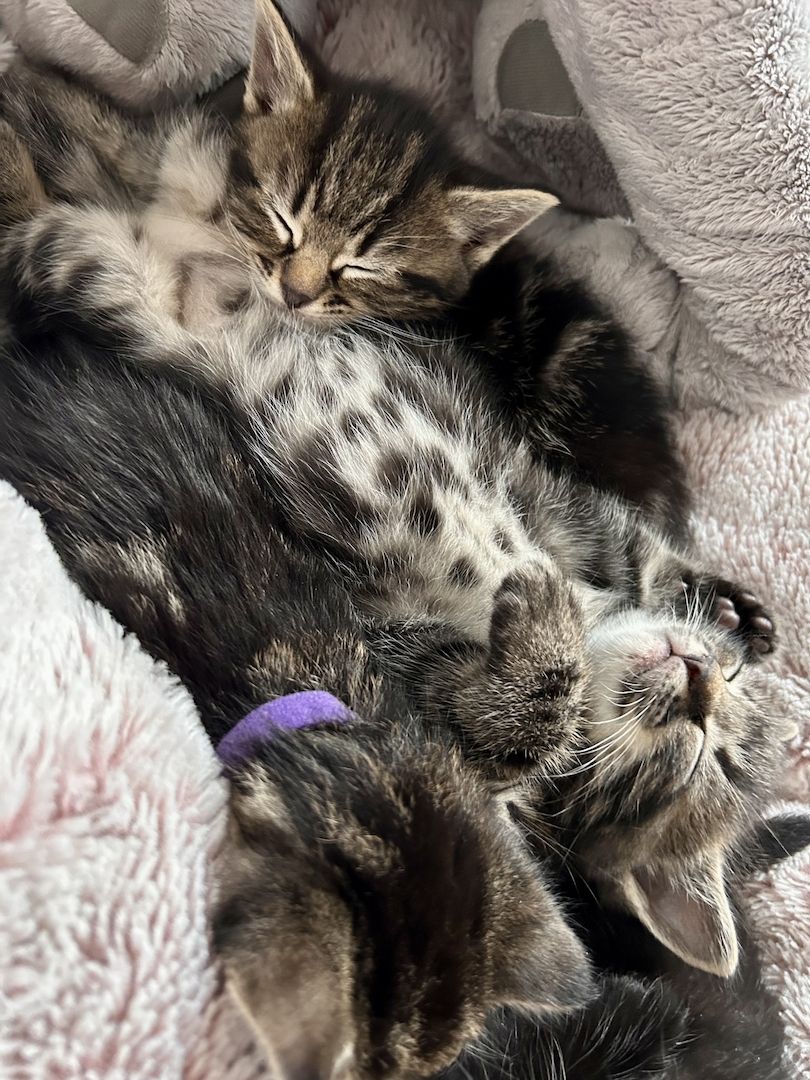 Ragdoll Hauskatze Mix Kitten