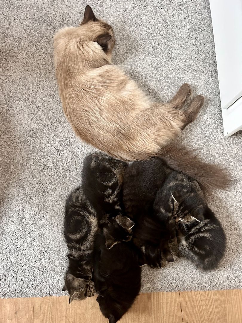 Ragdoll Hauskatze Mix Kitten