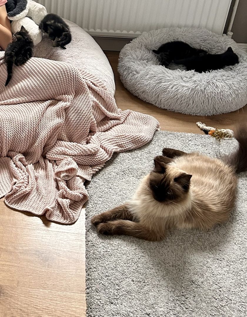 Ragdoll Hauskatze Mix Kitten