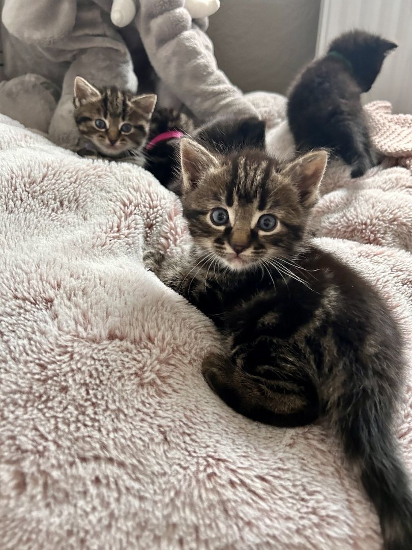 Ragdoll Hauskatze Mix Kitten