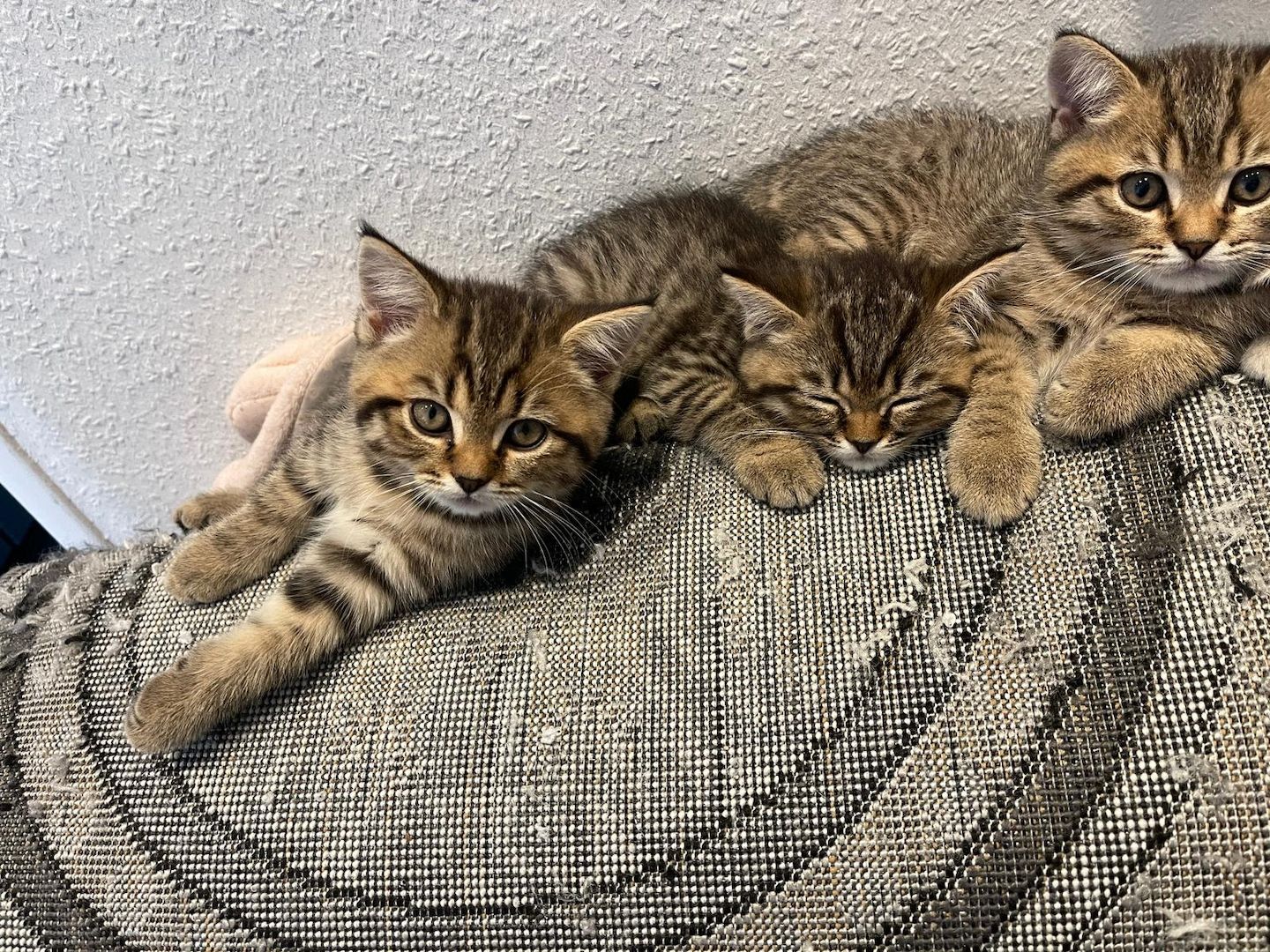 BKH Kitten Tabbys Goldig