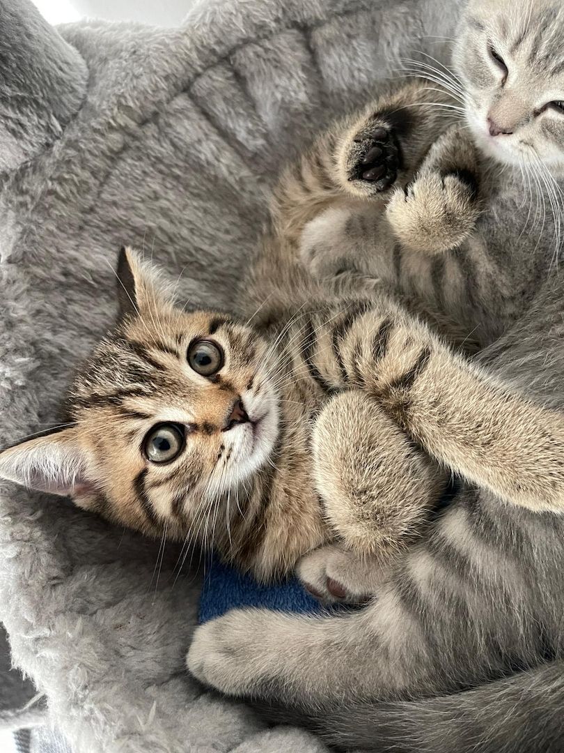 BKH Kitten Tabbys Goldig