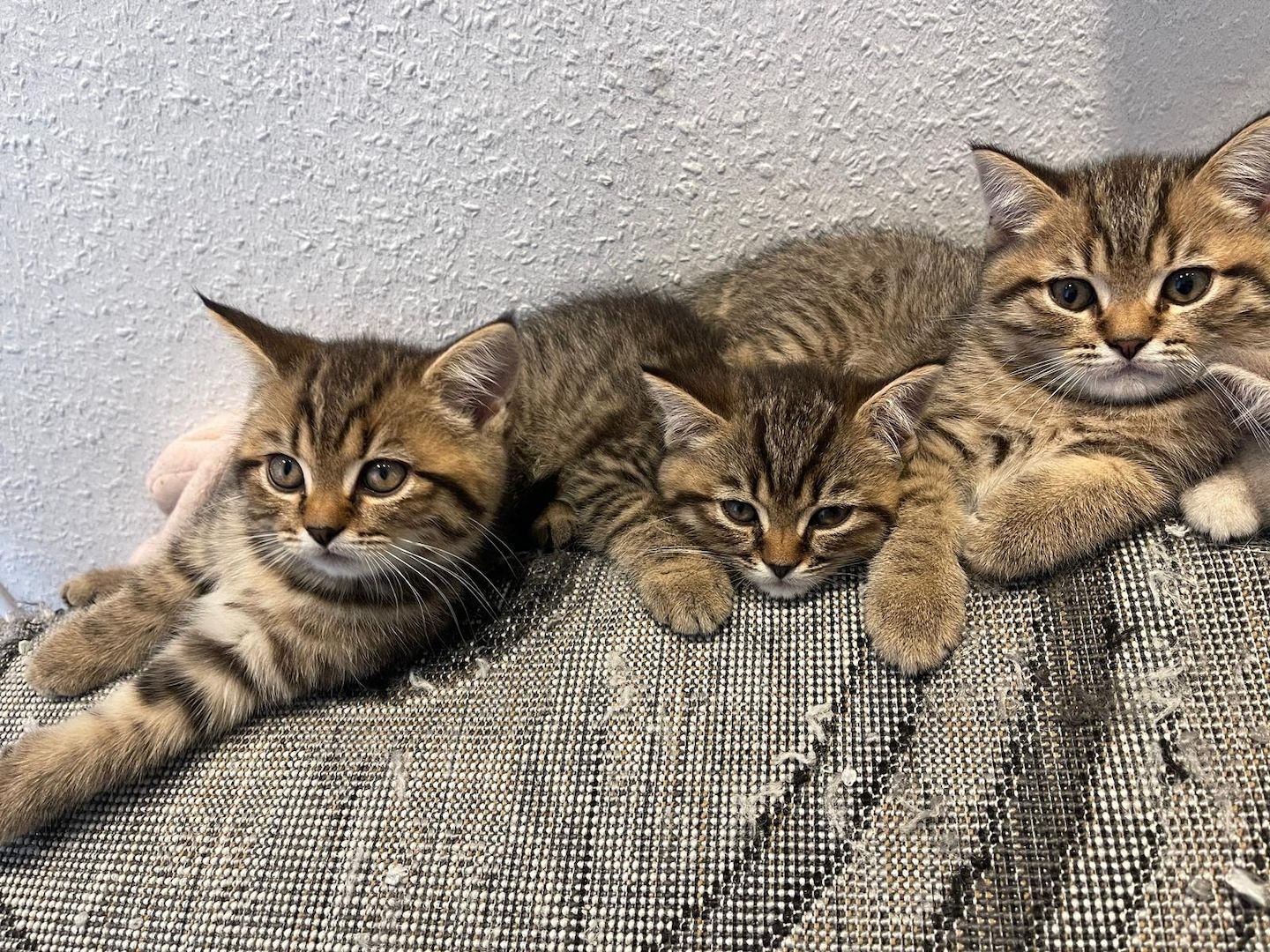 BKH Kitten Tabbys Goldig