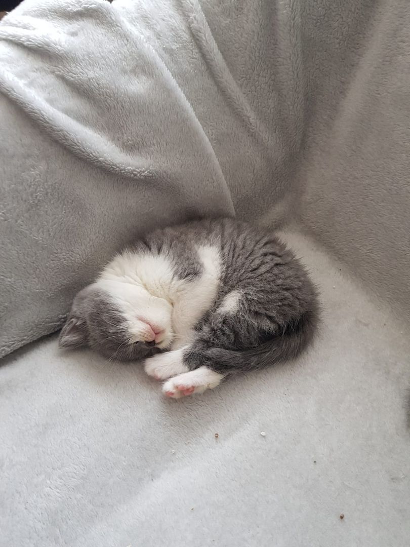 Zwei junge Kater Zwei junge Kater