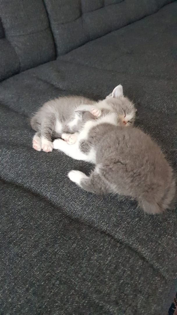 Zwei junge Kater Zwei junge Kater