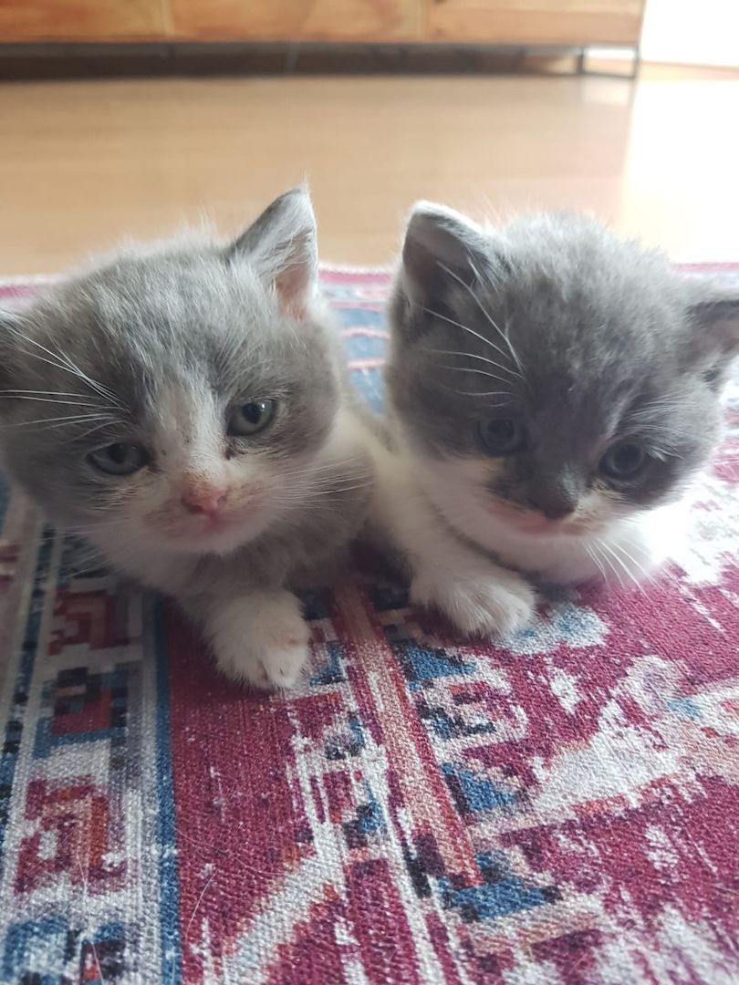 Zwei junge Kater Zwei junge Kater