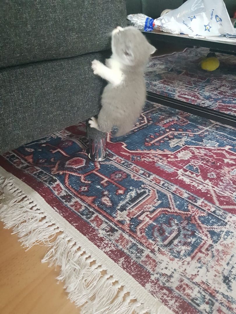 Zwei junge Kater Zwei junge Kater