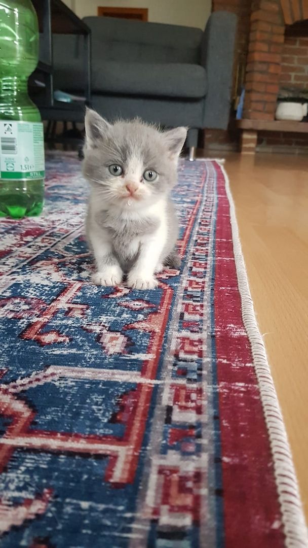 Zwei junge Kater Zwei junge Kater
