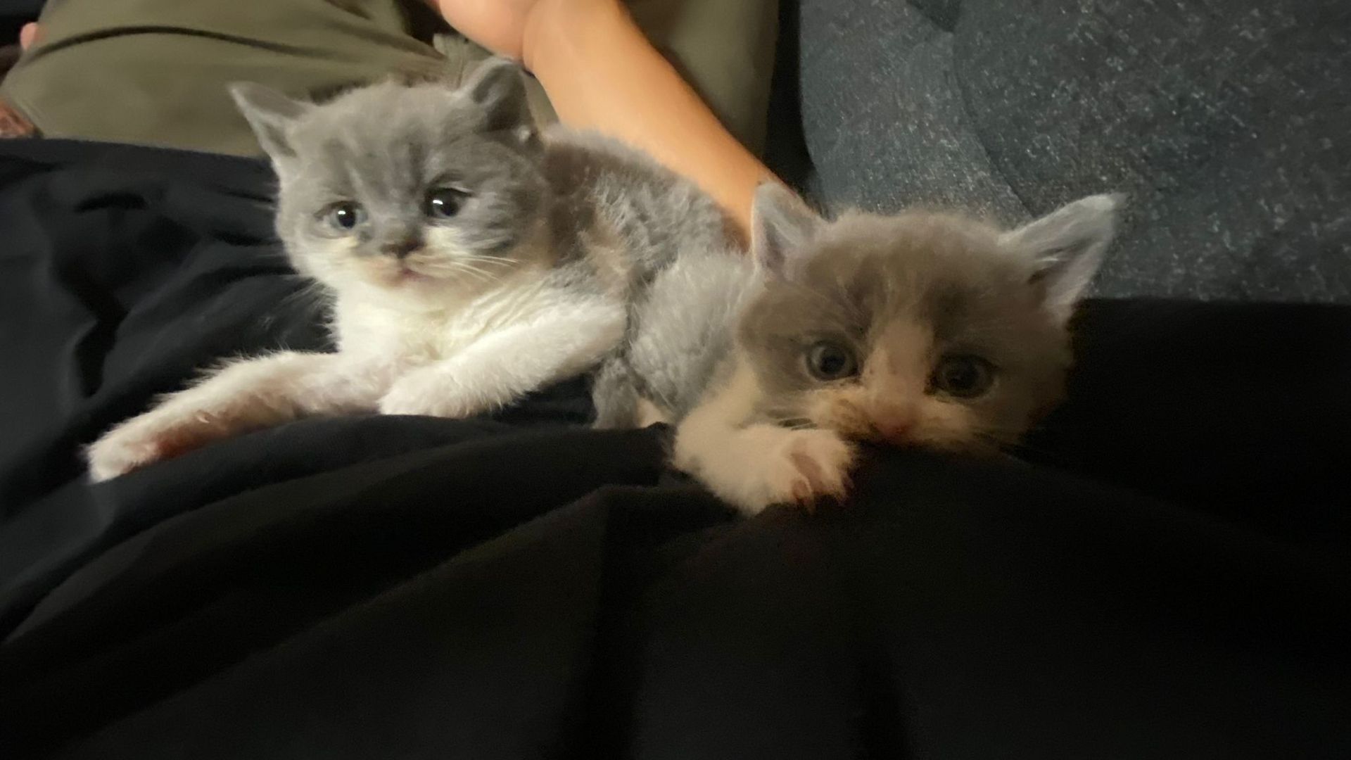 Zwei junge Kater Zwei junge Kater