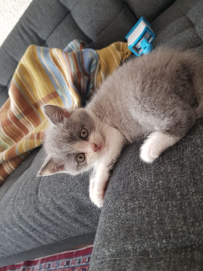 Zwei junge Kater Zwei junge Kater