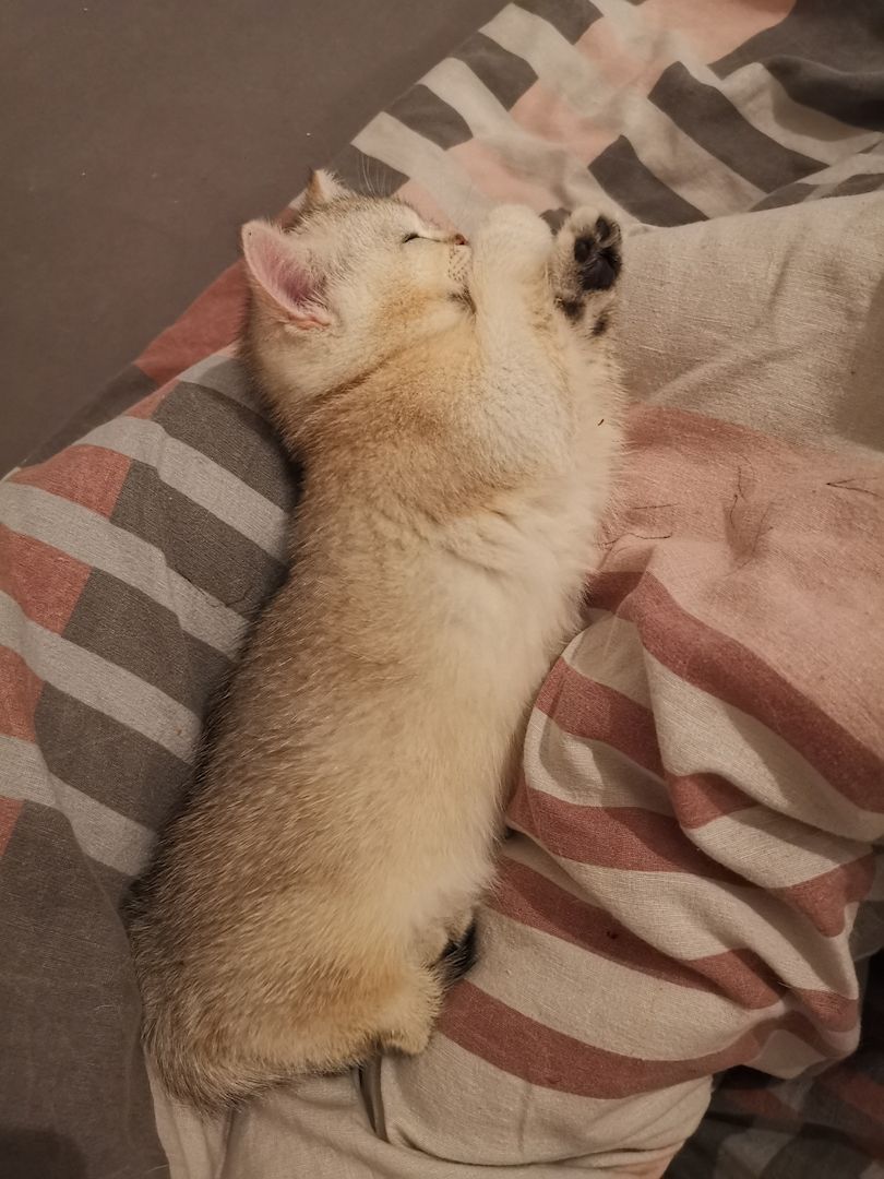 Bkh Katzen Stammbaum geimpft entwurmt getestet