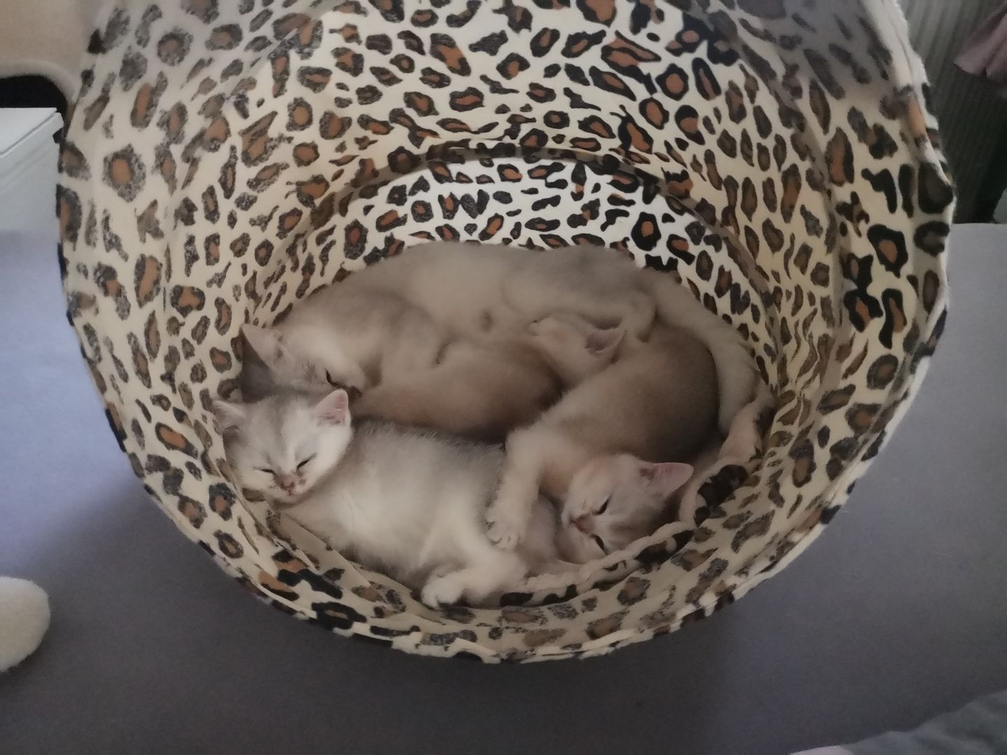 Bkh Katzen Stammbaum geimpft entwurmt getestet