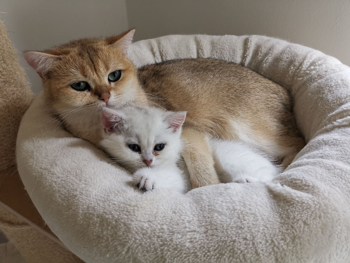 Bkh Katzen Stammbaum geimpft entwurmt getestet