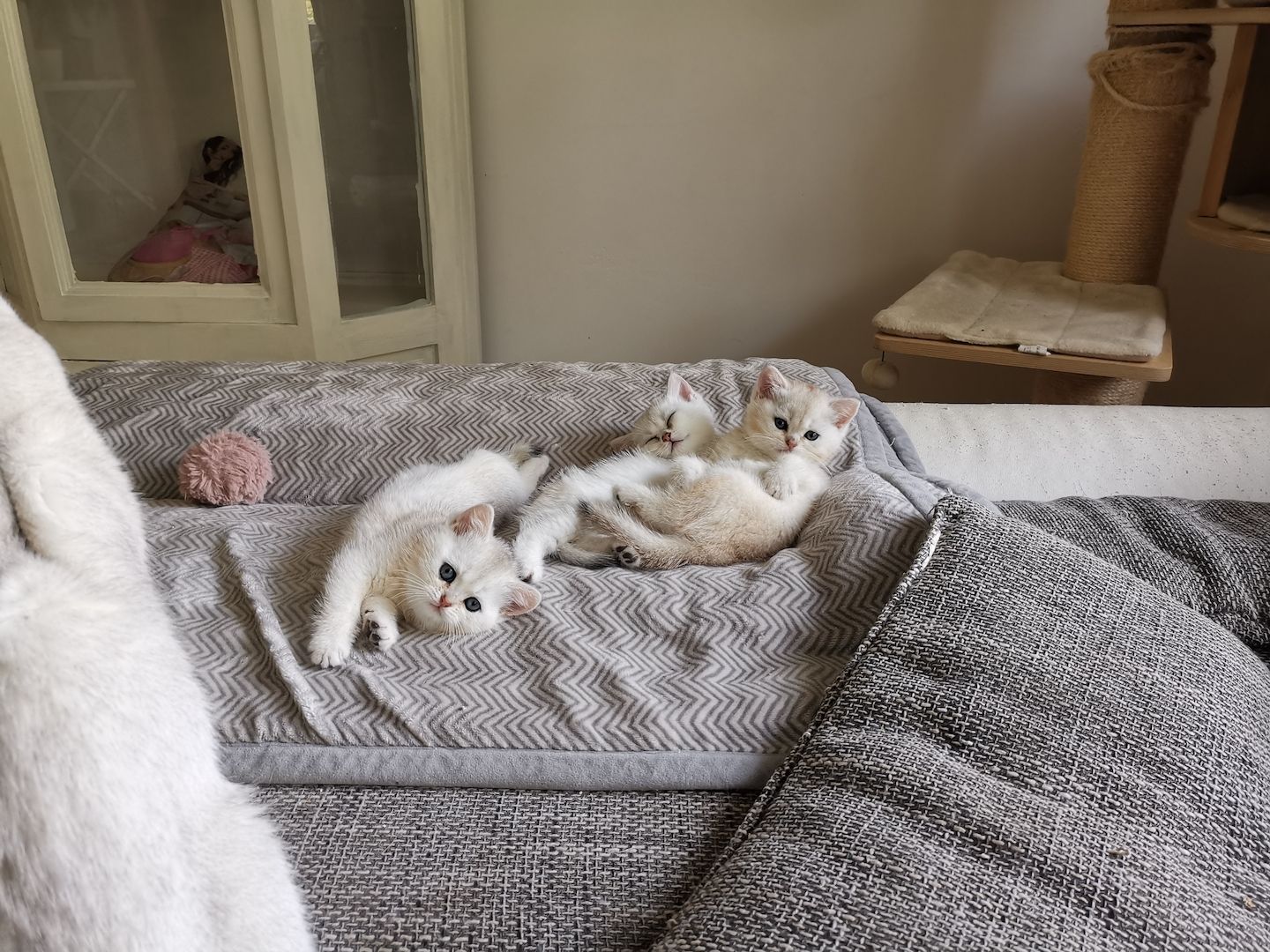 Bkh Katzen Stammbaum geimpft entwurmt getestet