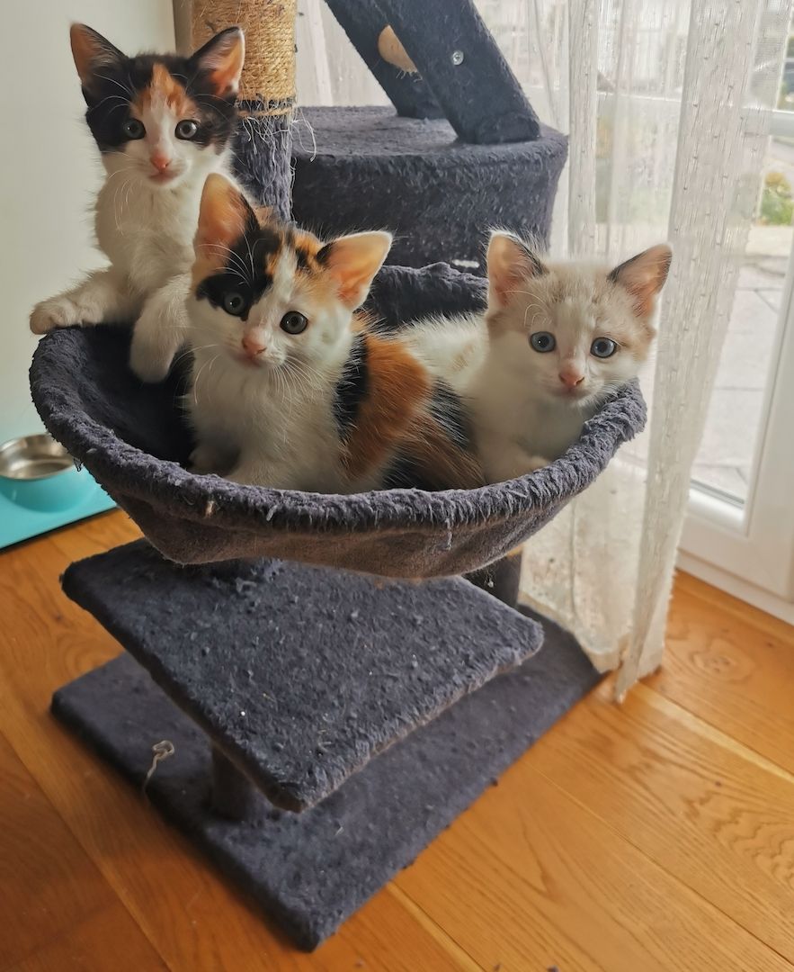 Süße kleine Katzenbabys abzugeben