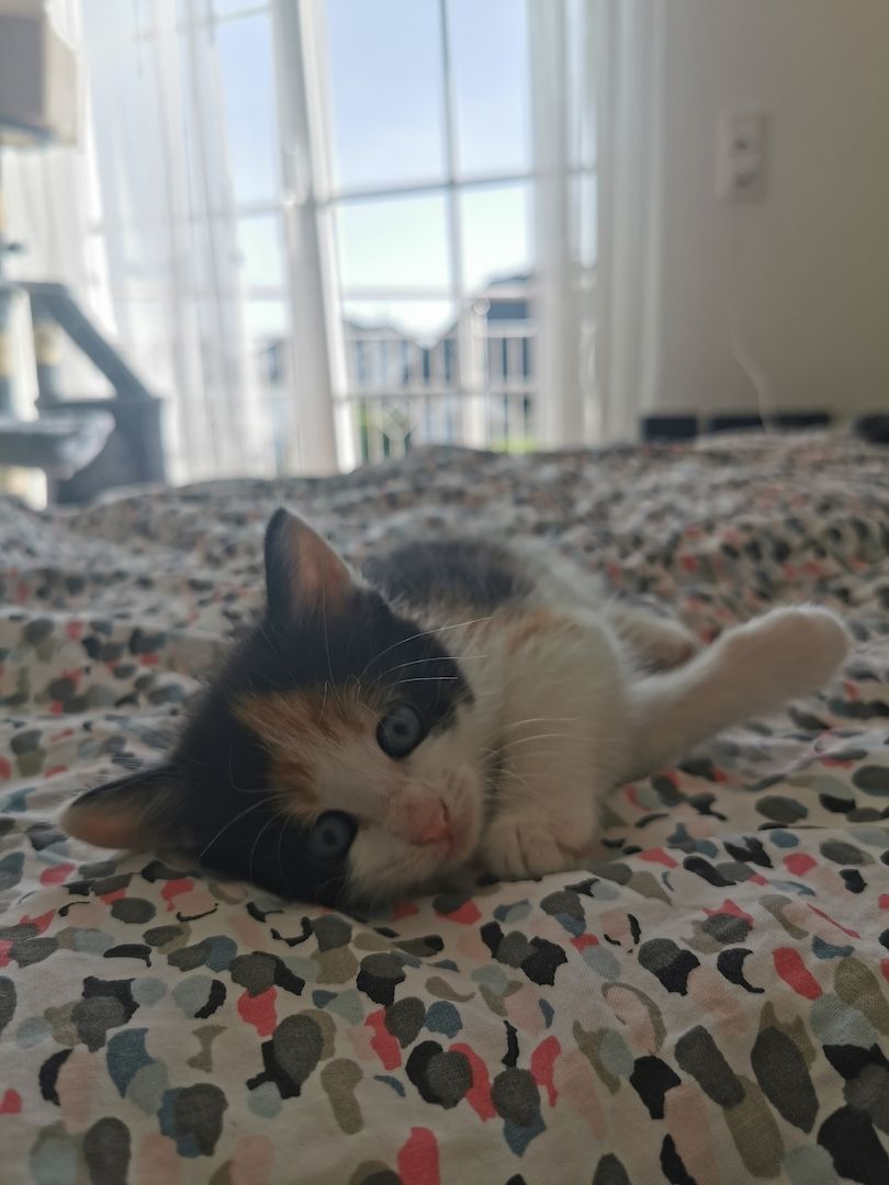 Süße kleine Katzenbabys abzugeben