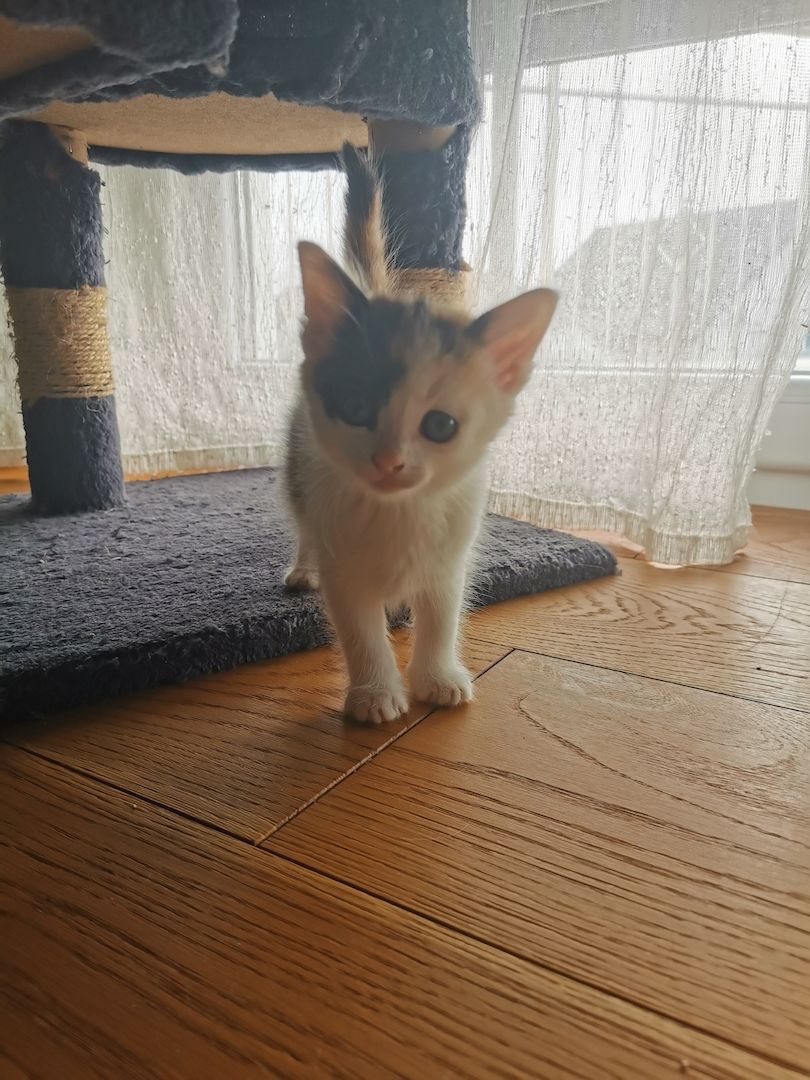 Süße kleine Katzenbabys abzugeben