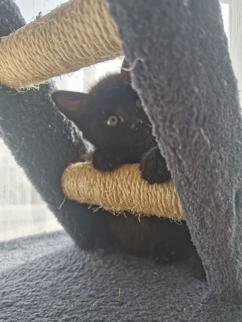 Süße kleine Katzenbabys abzugeben