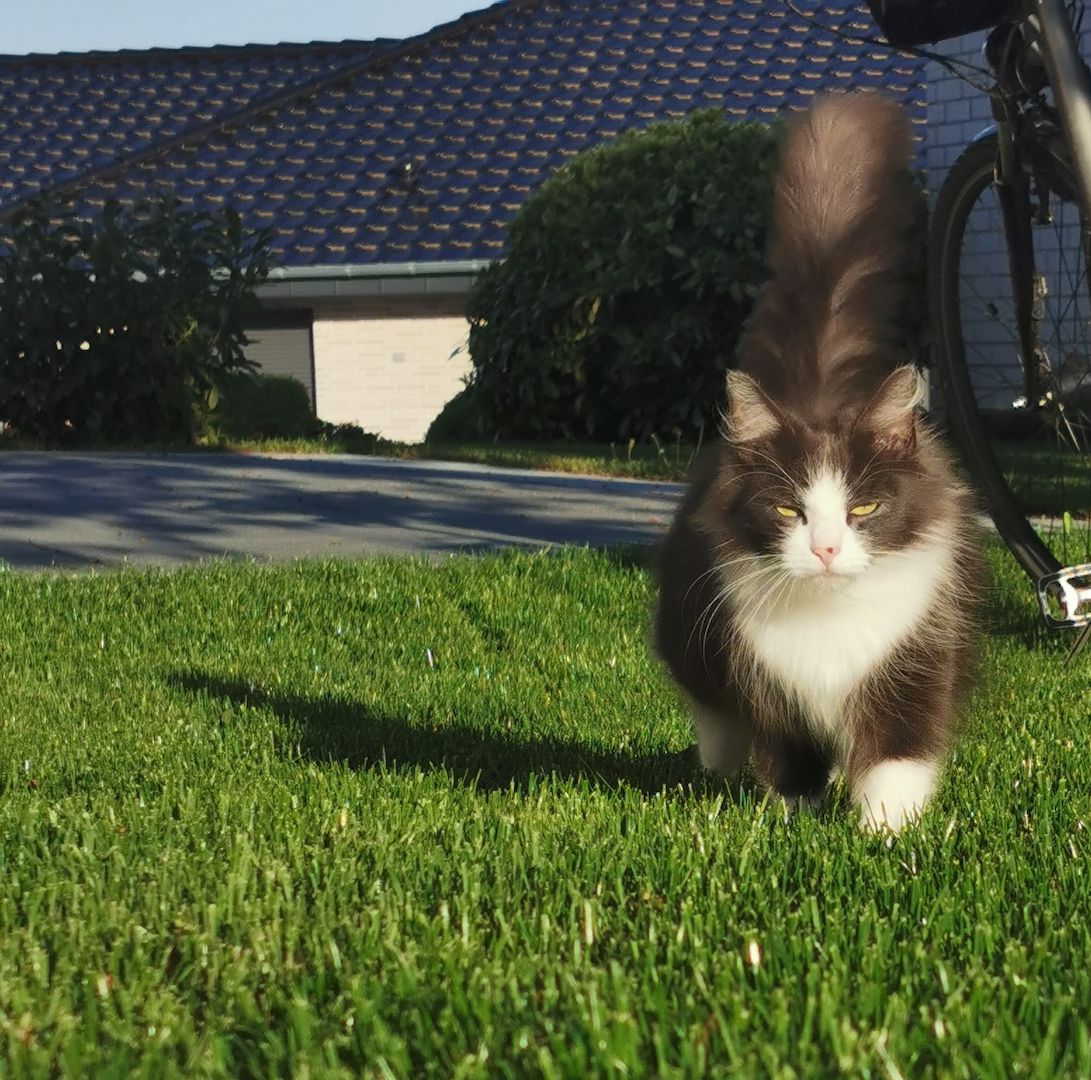 Süße kleine Katzenbabys abzugeben
