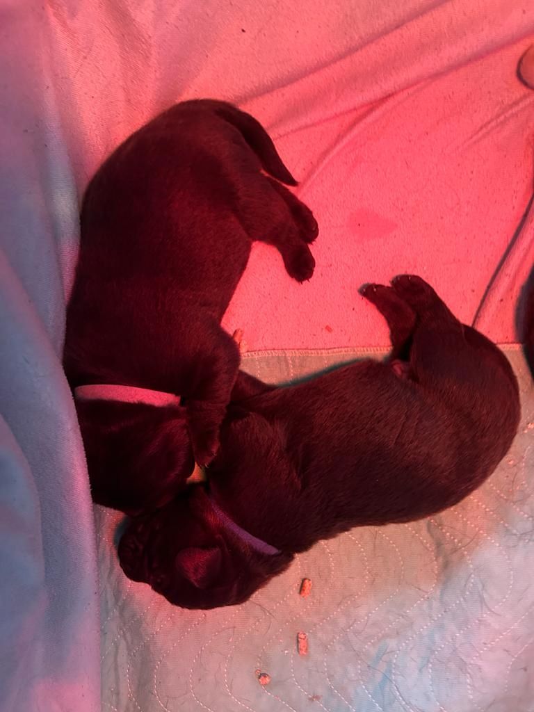 Labrador Welpen Labrador Welpen