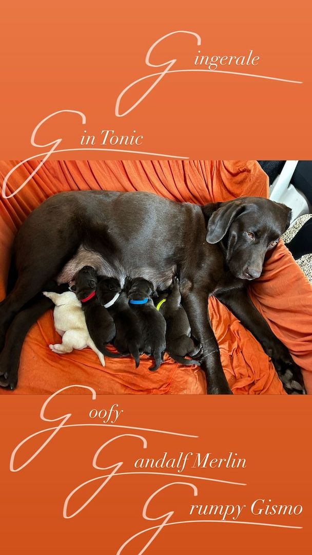 Labrador Welpen Labrador Welpen
