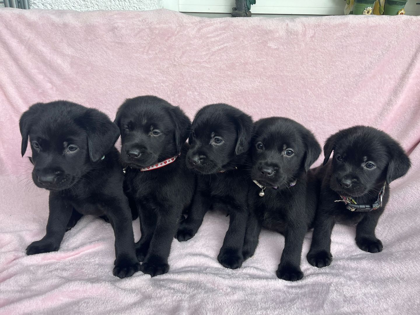 Labrador Retriever