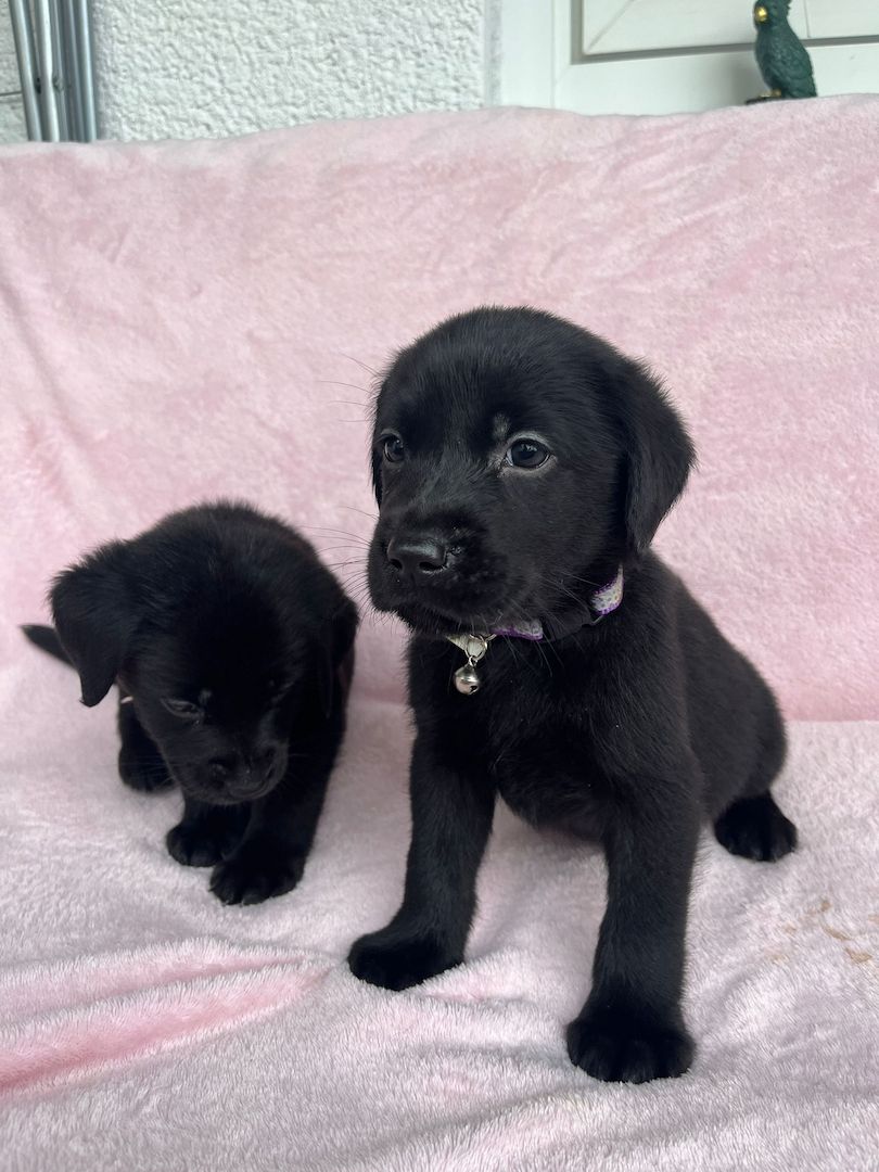 Labrador Retriever