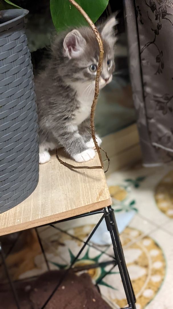 Maine Coon Mix Kitten abzugeben