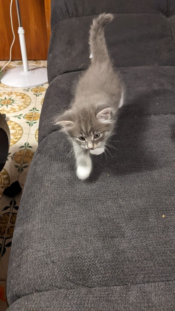 Maine Coon Mix Kitten abzugeben