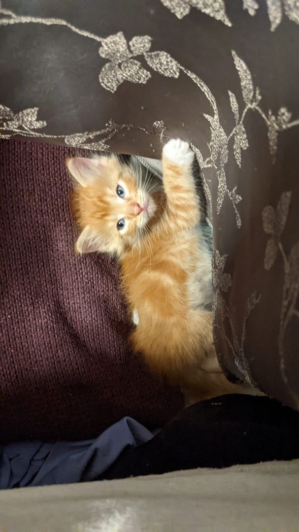 Maine Coon Mix Kitten abzugeben