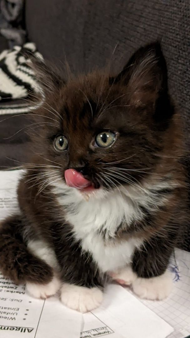 Maine Coon Mix Kitten abzugeben