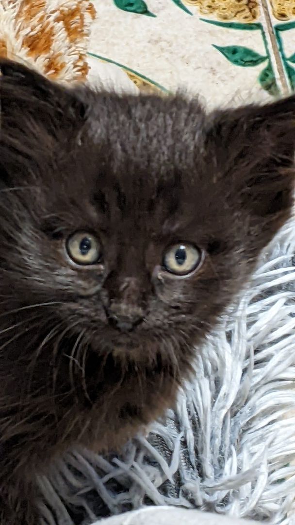 Maine Coon Mix Kitten abzugeben