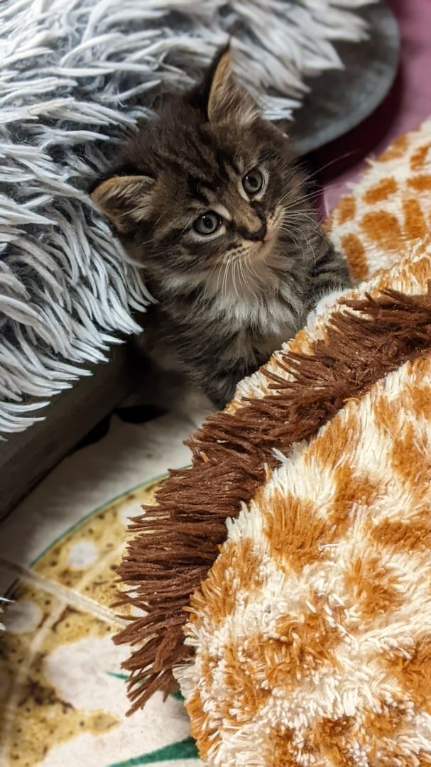 Maine Coon Mix Kitten abzugeben