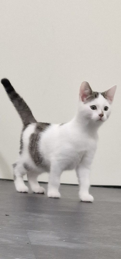 Katzen Babys abzugeben