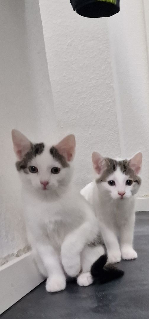 Katzen Babys abzugeben