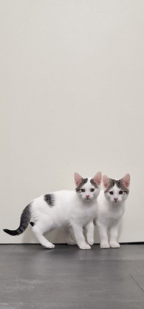 Katzen Babys abzugeben