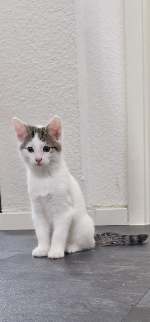 Katzen Babys abzugeben