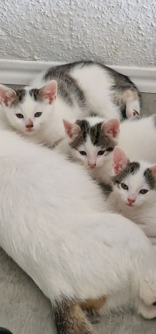 Katzen Babys abzugeben