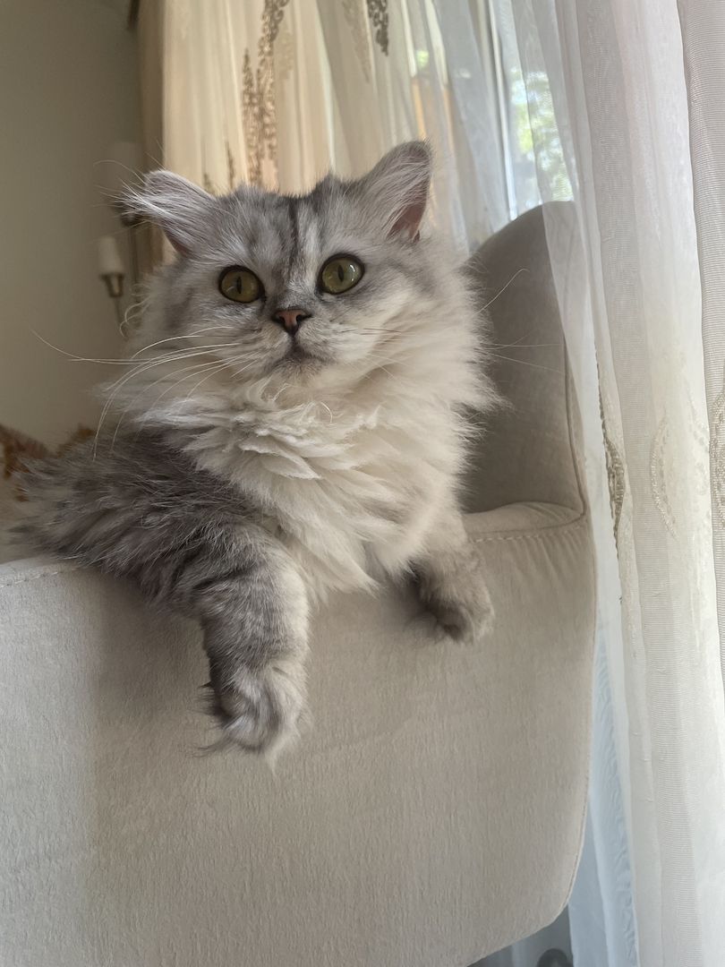 BKH/BLH MIT GELB GRÜNEN AUGEN