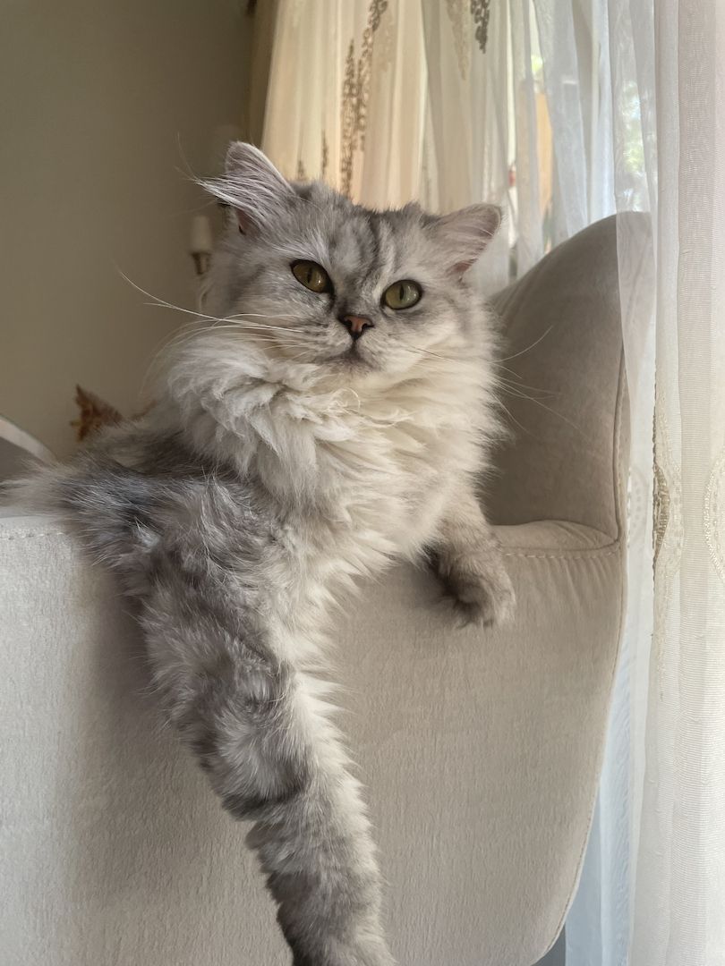 BKH/BLH MIT GELB GRÜNEN AUGEN